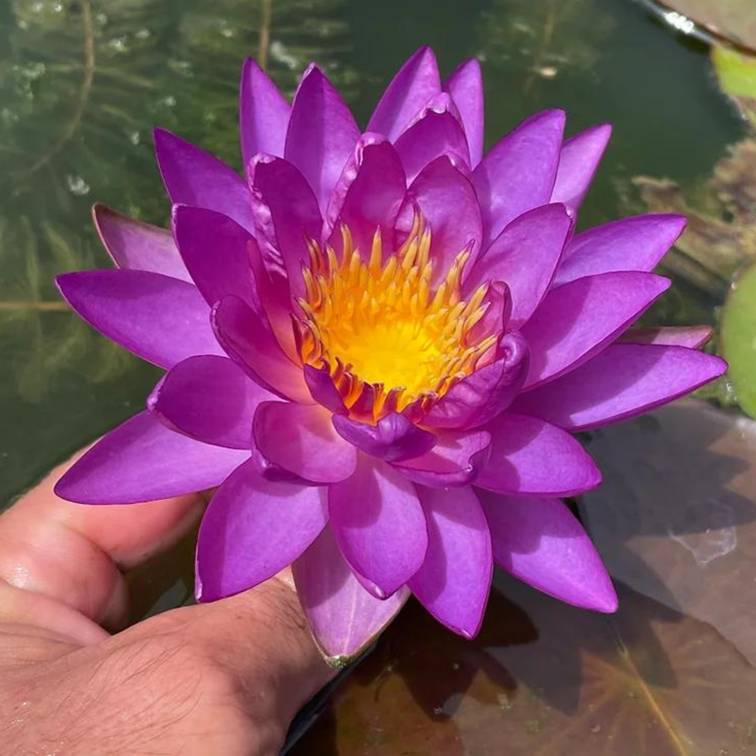 Violicious Water Lily