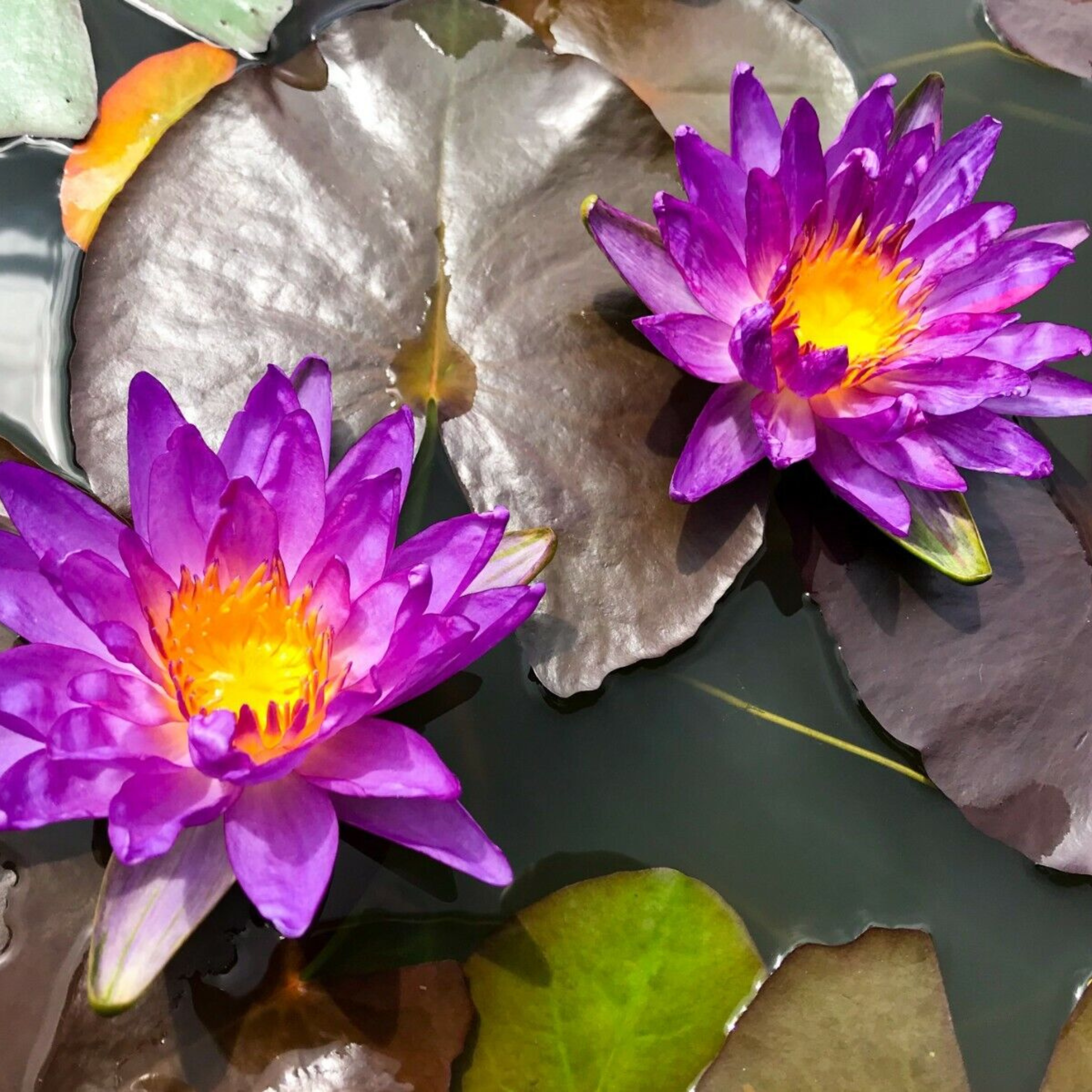 Violicious Water Lily