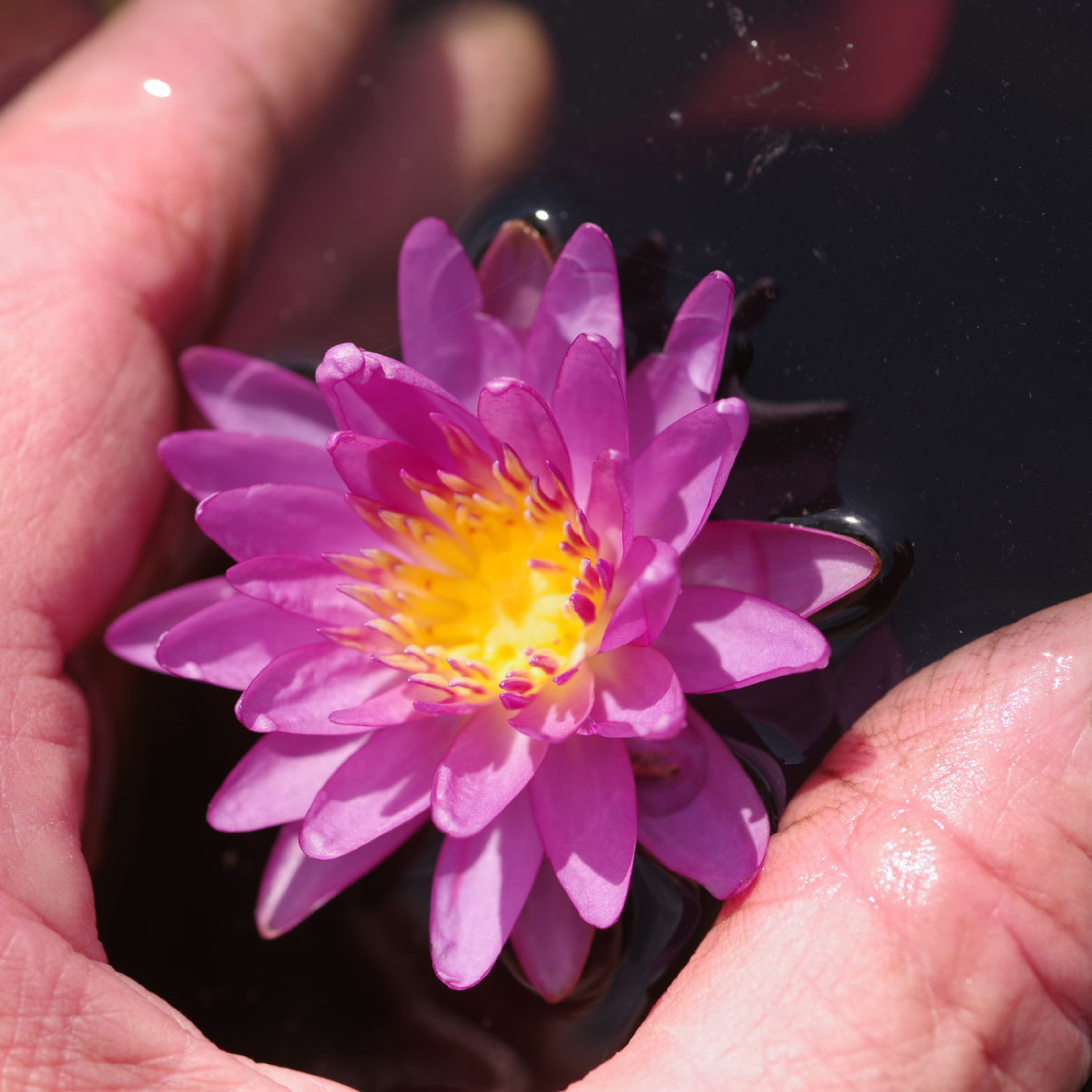 Violicious Water Lily