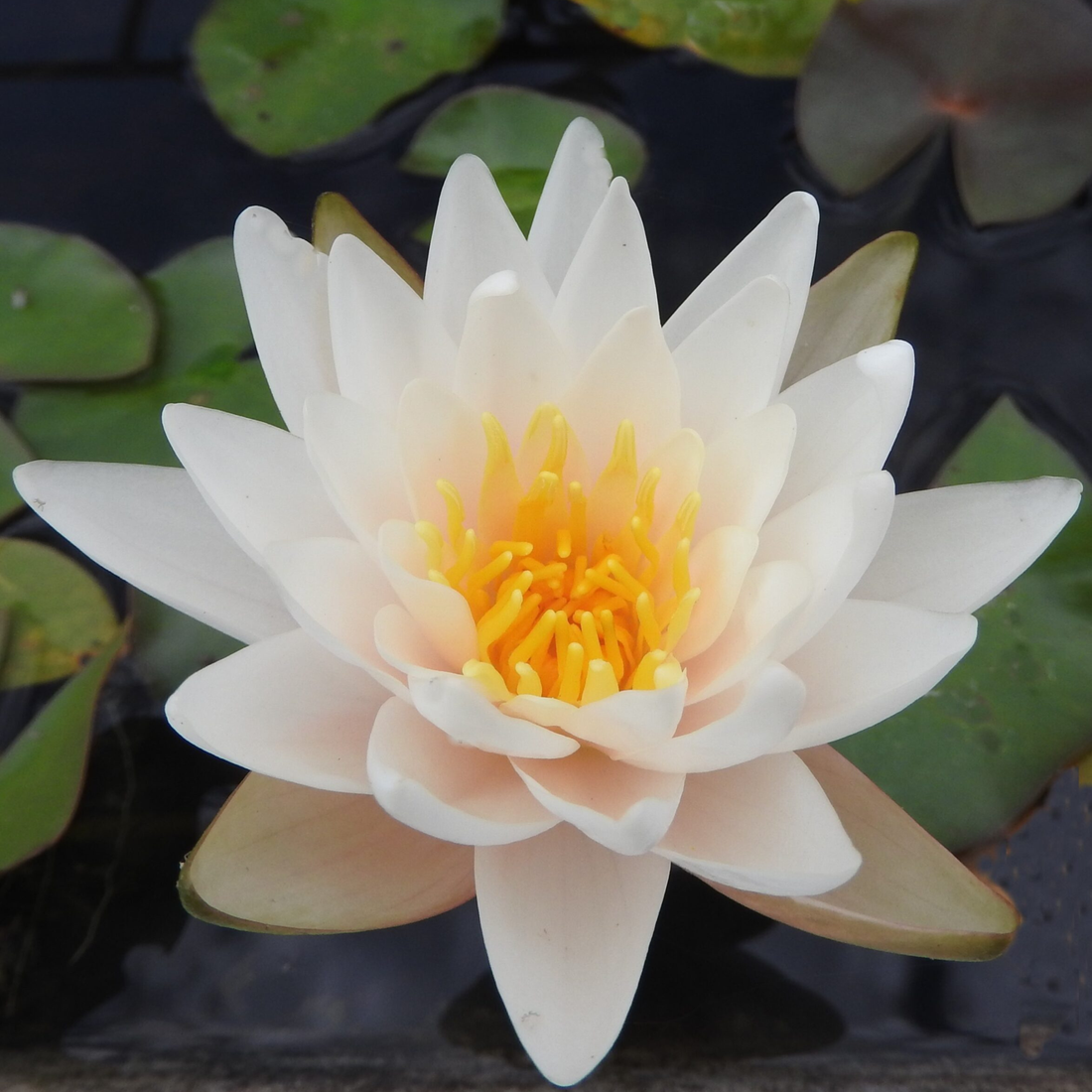 Walter Pagels Water Lily