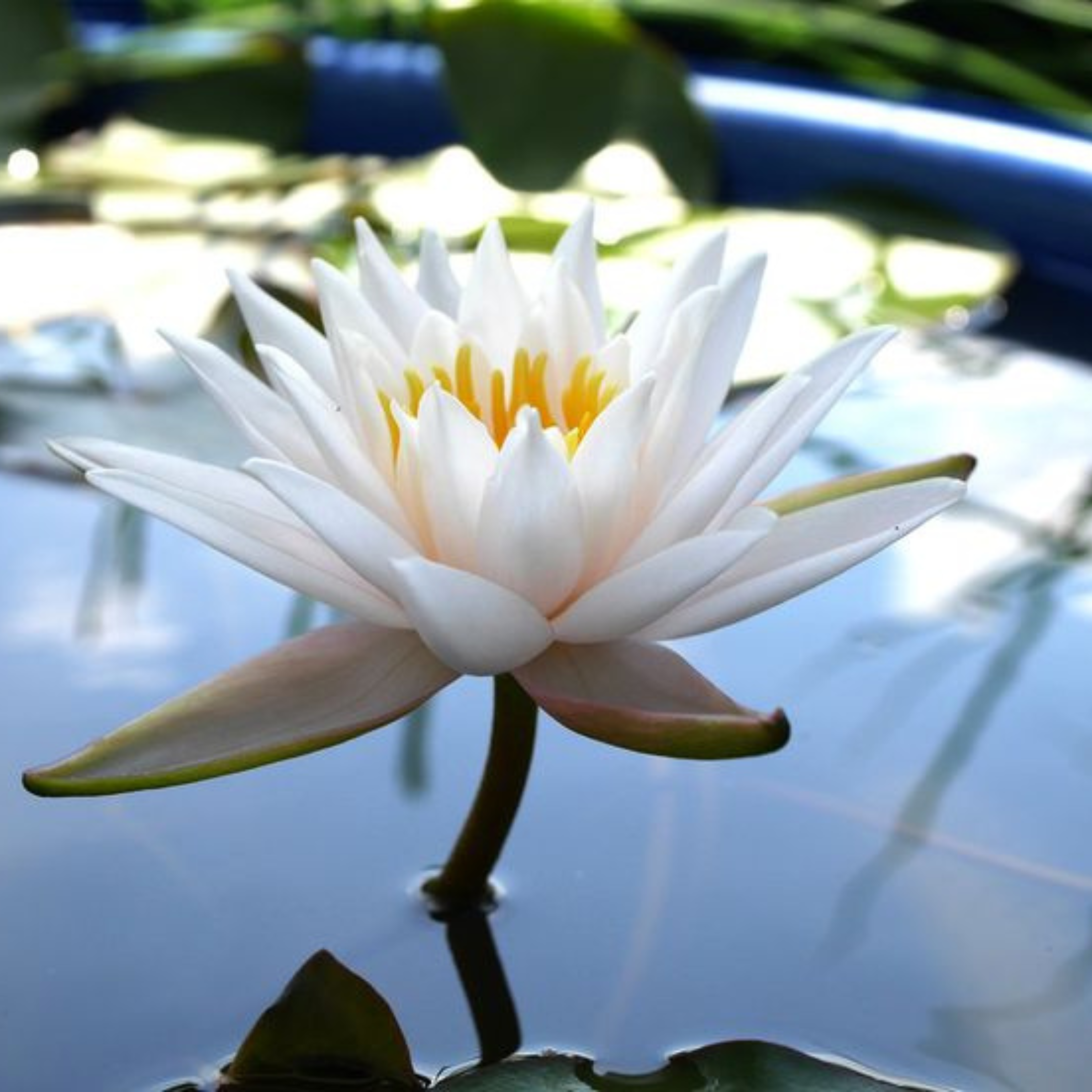 Walter Pagels Water Lily