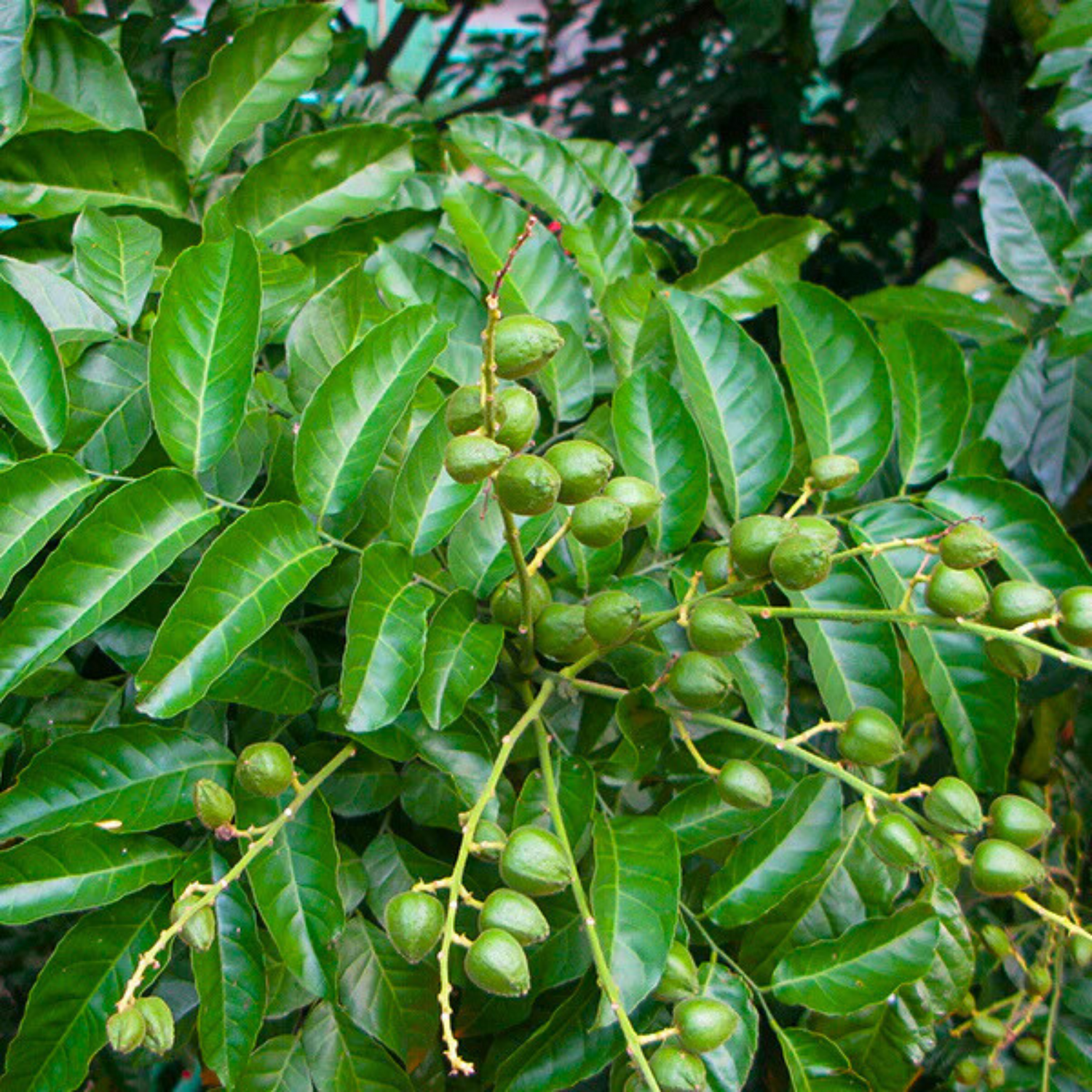 Wampee (Clausena Lansium) Fruit Live Plant