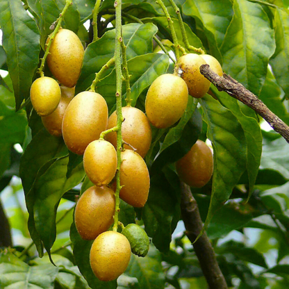 Wampee (Clausena Lansium) Fruit Live Plant