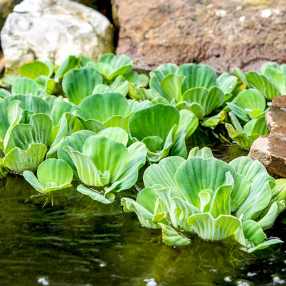 Water Lettuce (Pistia stratiotes) Live Plant - Pack of 3