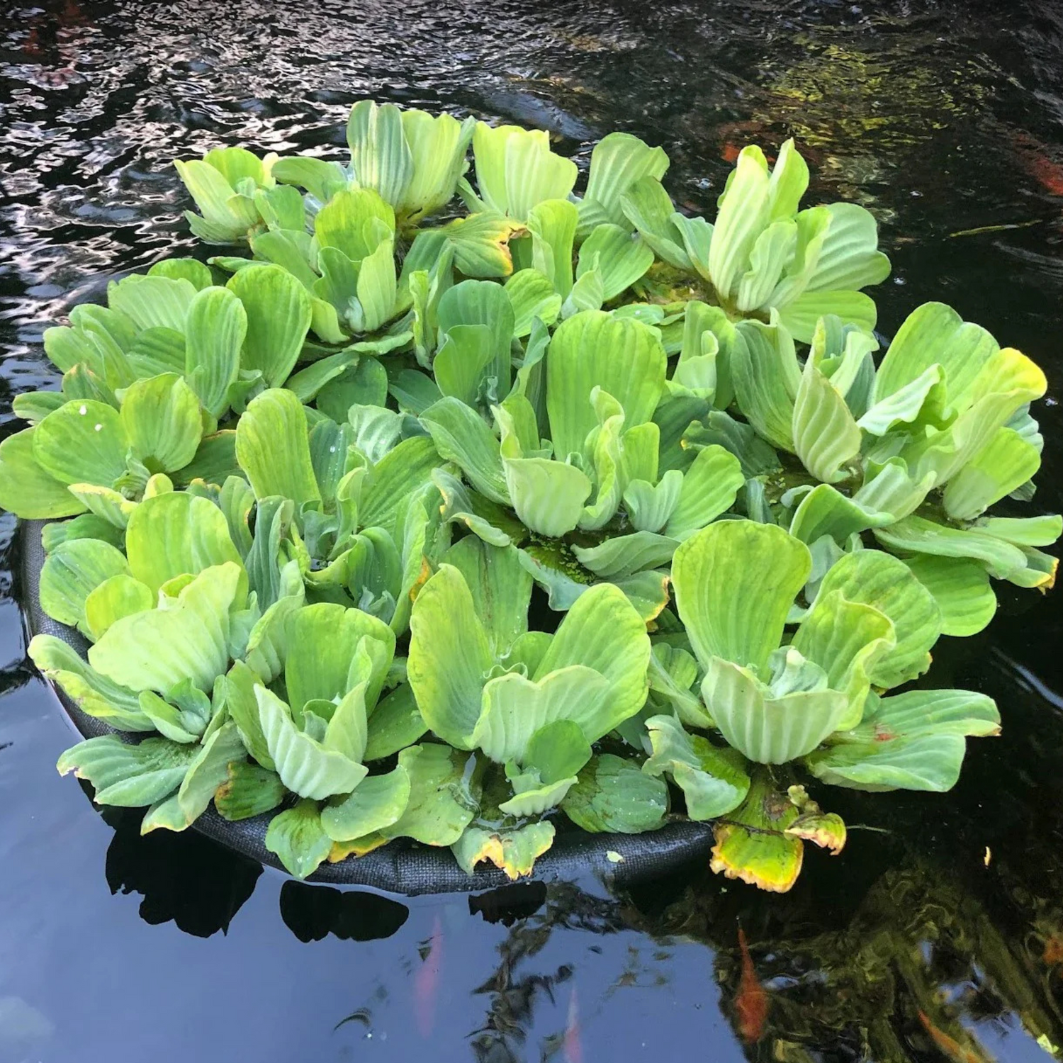 Water Lettuce (Pistia stratiotes) Live Plant - Pack of 3