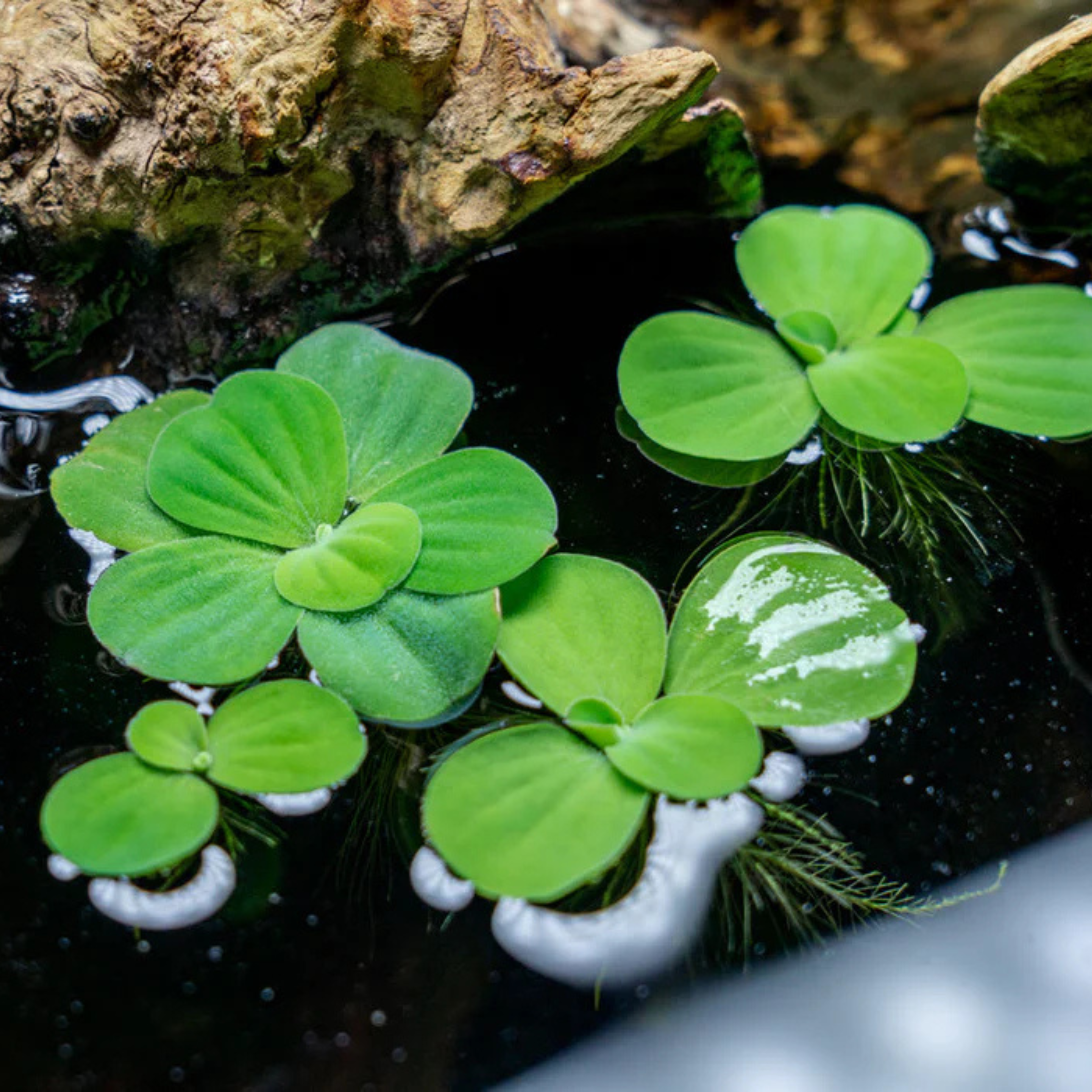 Water Lettuce (Pistia stratiotes) Live Plant - Pack of 3