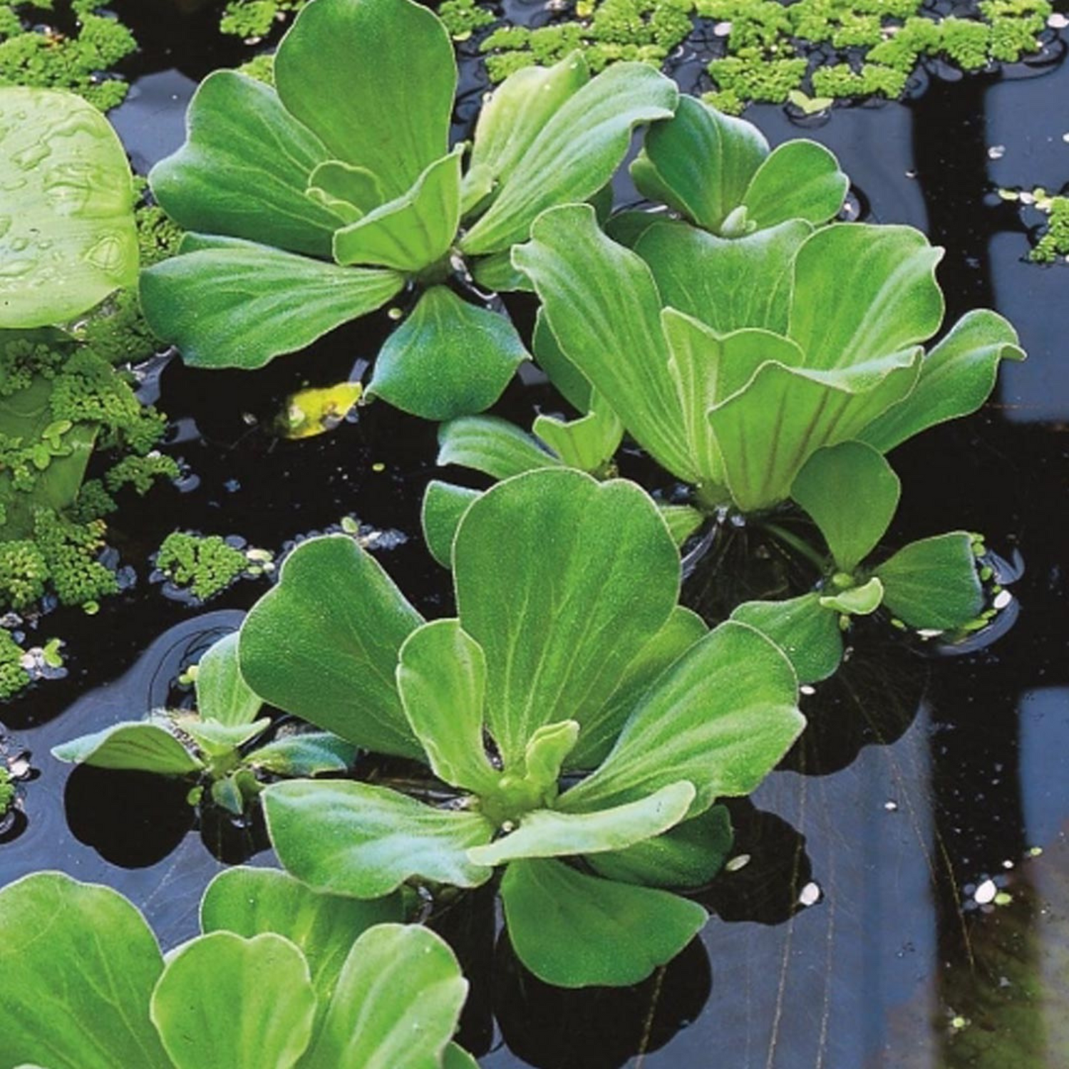 Water Lettuce (Pistia stratiotes) Live Plant - Pack of 3