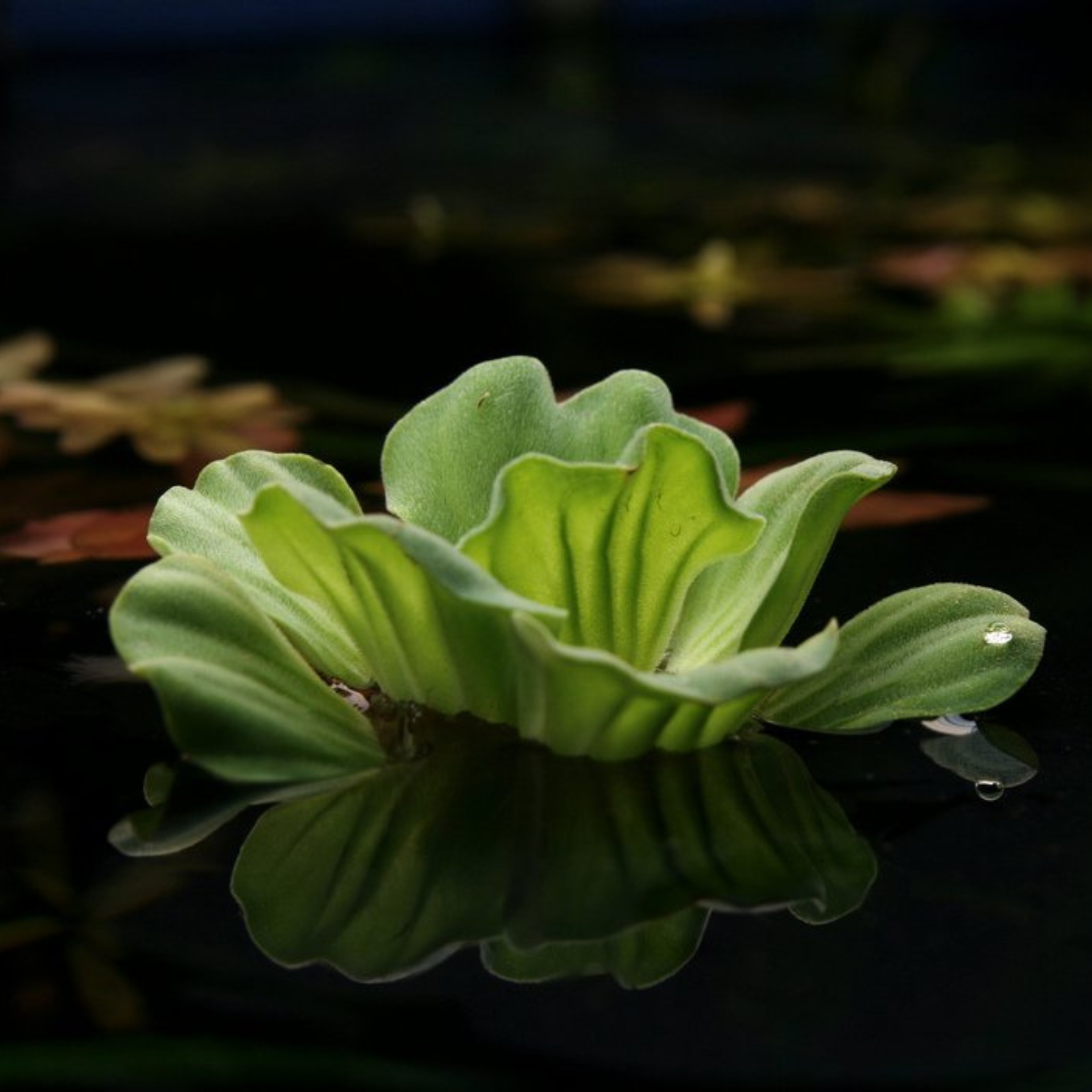 Water Lettuce (Pistia stratiotes) Live Plant - Pack of 3