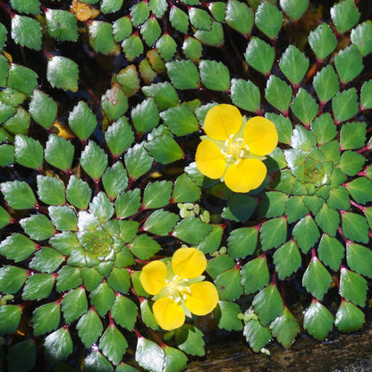 Water Mosaic (Ludwigia sedioides) Live Plant - Pack of 3