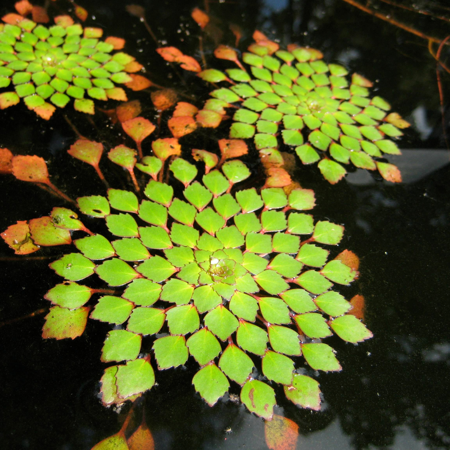 Water Mosaic (Ludwigia sedioides) Live Plant - Pack of 3