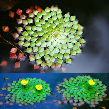 Water Mosaic (Ludwigia sedioides) Live Plant - Pack of 3