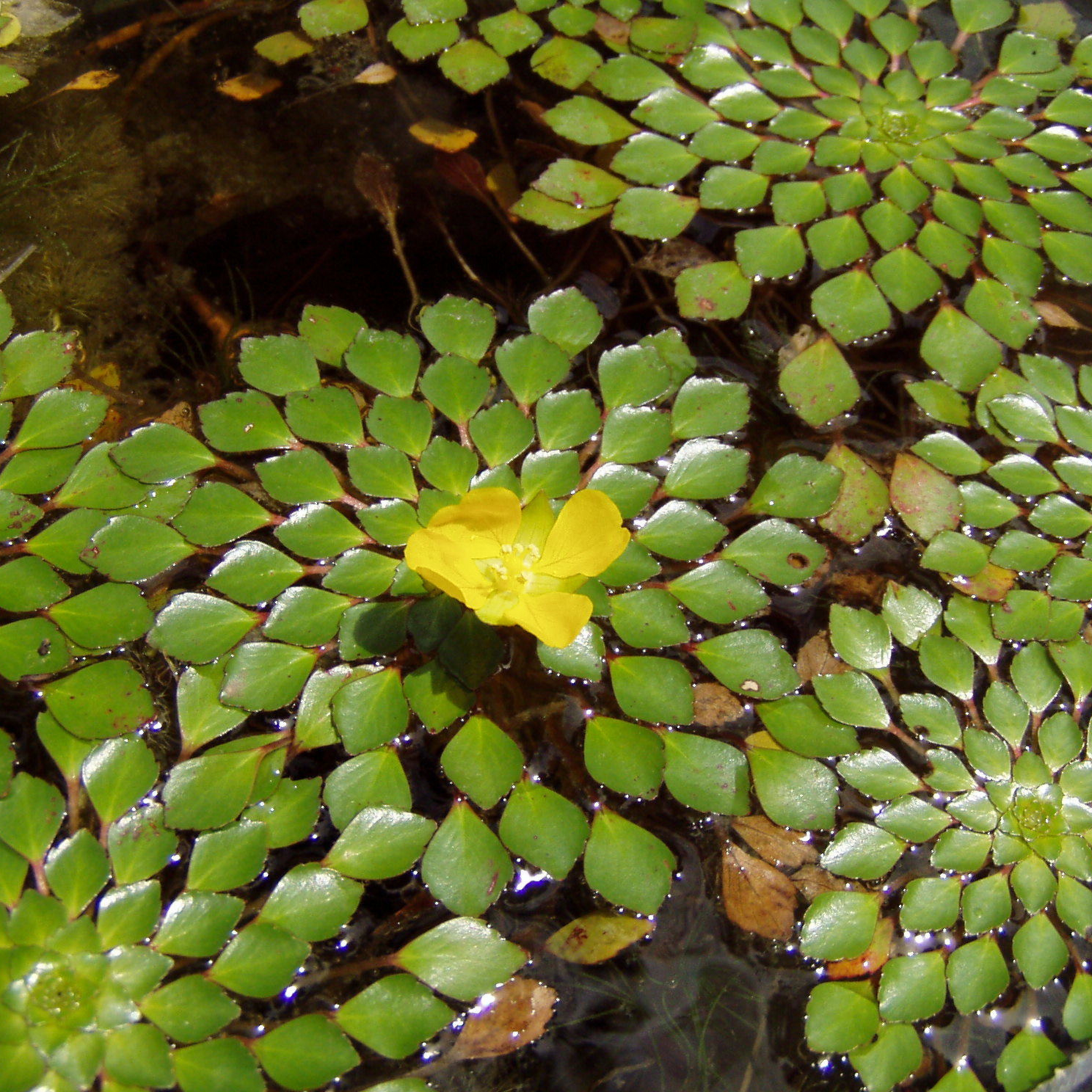 Water Mosaic (Ludwigia sedioides) Live Plant - Pack of 3