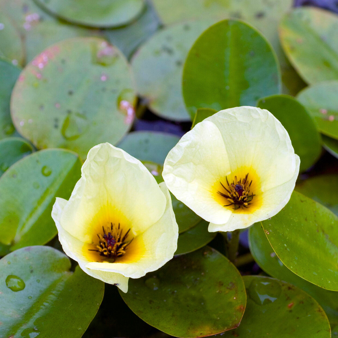 Water Poppy (Hydrocleys Nymphoides) Live Plant