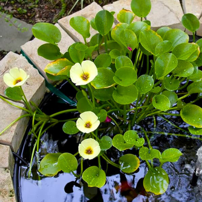 Water Poppy (Hydrocleys Nymphoides) Live Plant