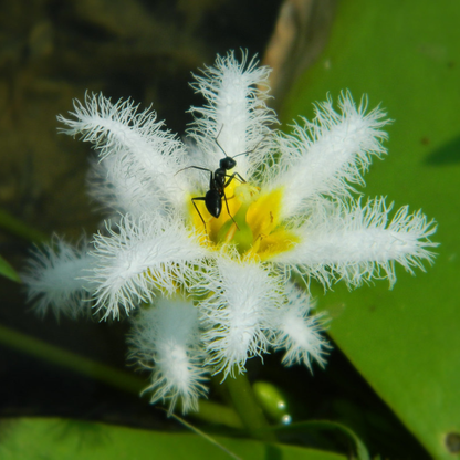 Water Snowflake White (Nymphoides aquatica) Live Plant - Pack of 3