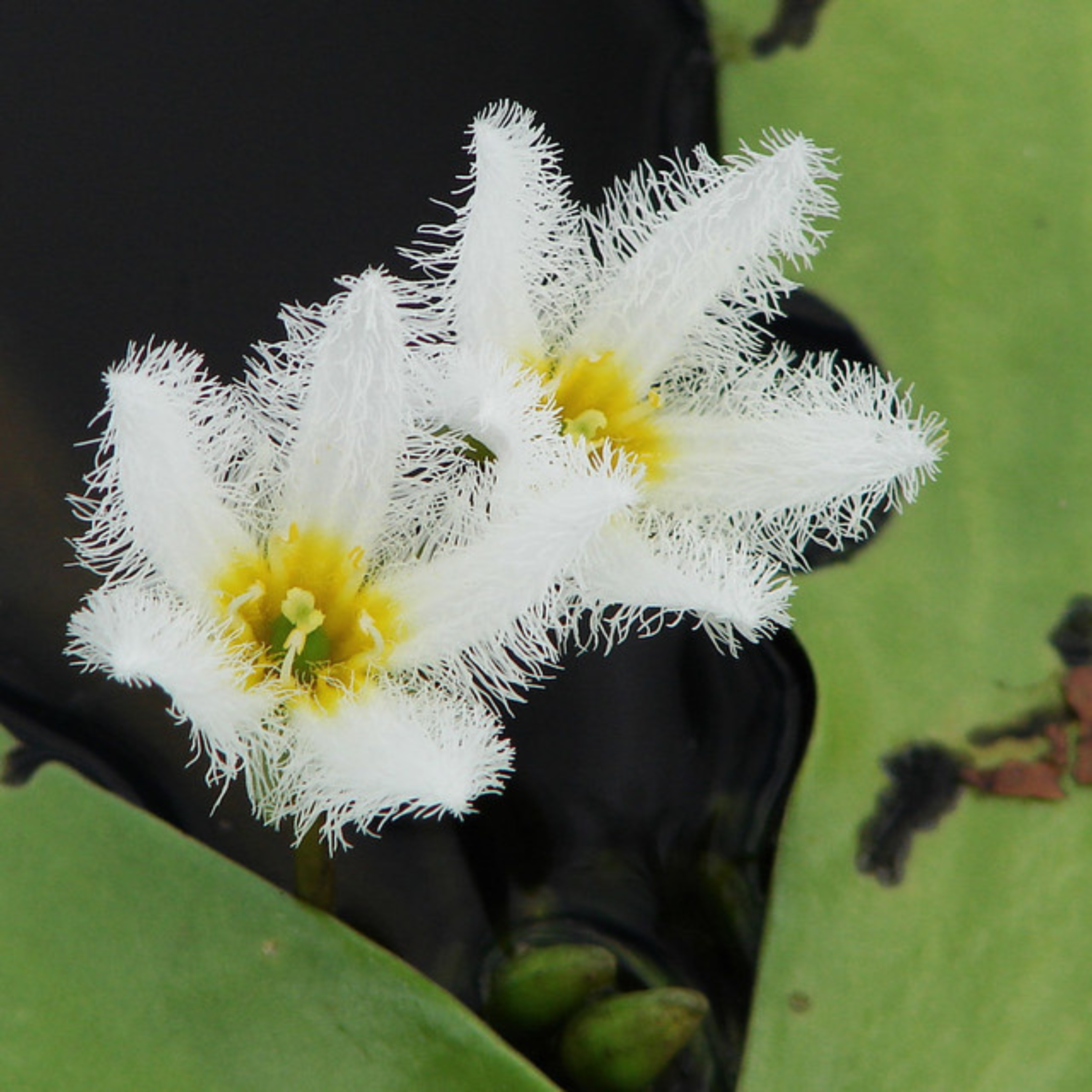 Water Snowflake White (Nymphoides aquatica) Live Plant - Pack of 3