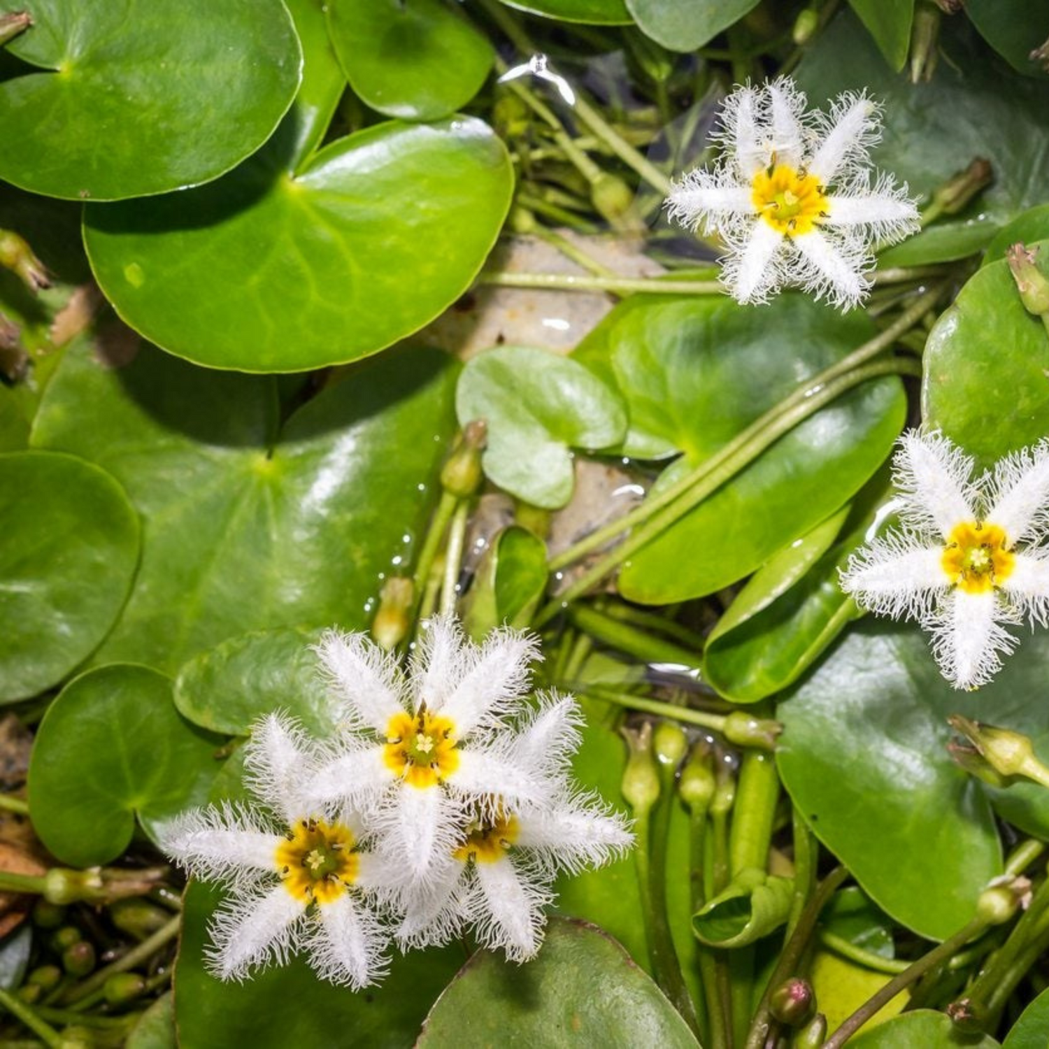 Water Snowflake White (Nymphoides aquatica) Live Plant - Pack of 3