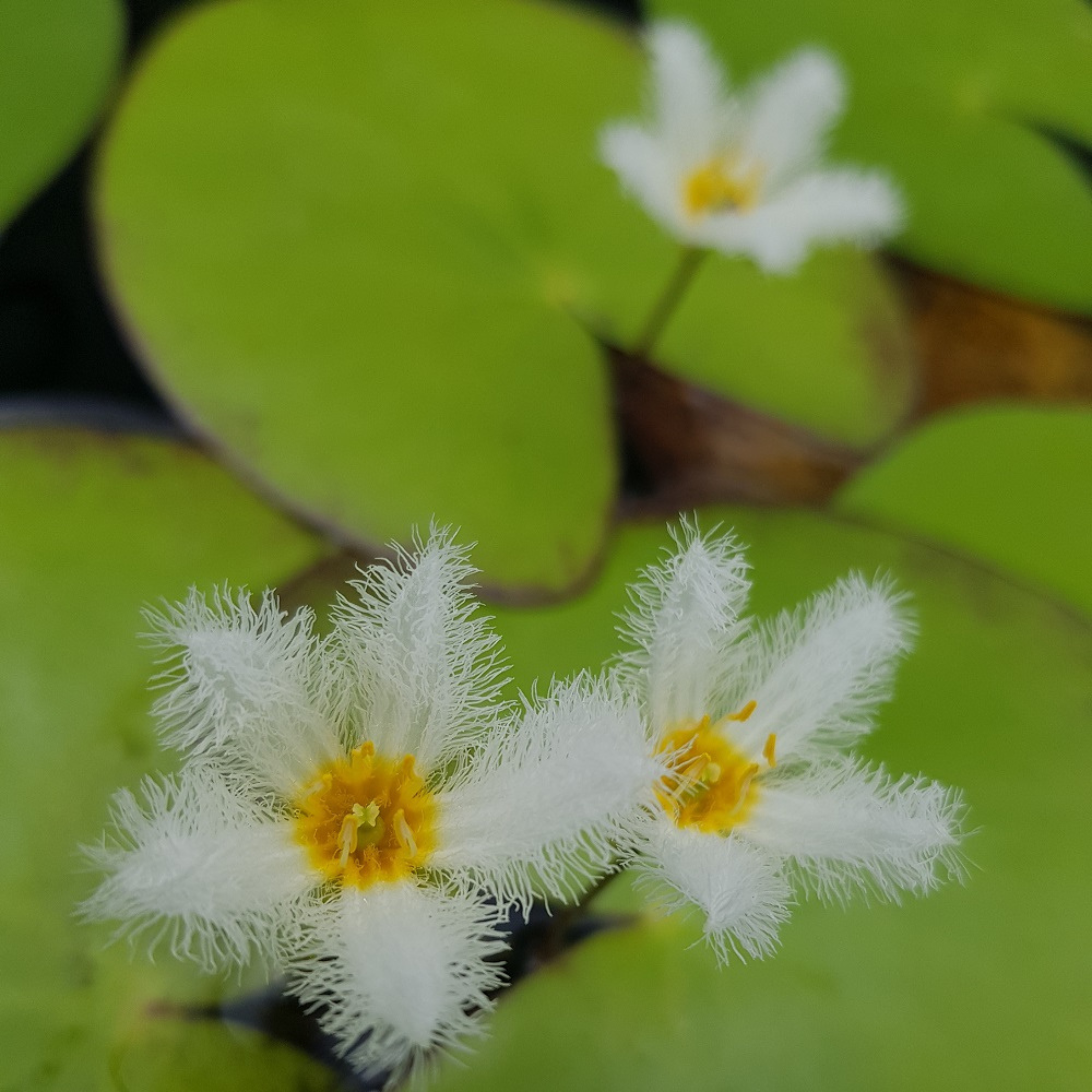 Water Snowflake White (Nymphoides aquatica) Live Plant - Pack of 3