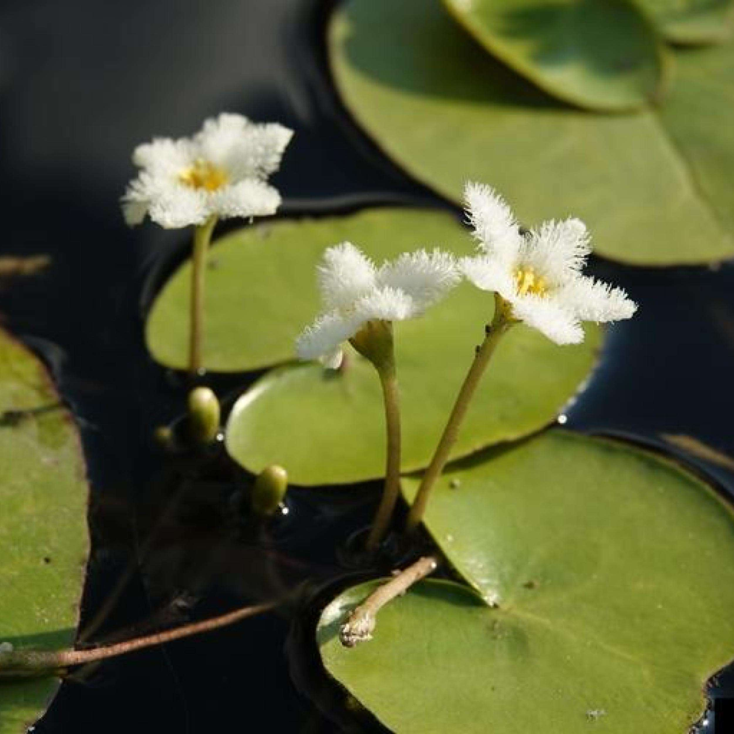 Water Snowflake White (Nymphoides aquatica) Live Plant - Pack of 3