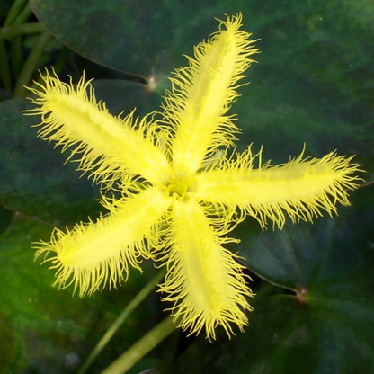 Water Snowflake Yellow (Nymphoides aquatica) Live Plant - Pack of 3