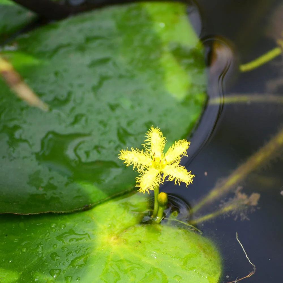 Water Snowflake Yellow (Nymphoides aquatica) Live Plant - Pack of 3