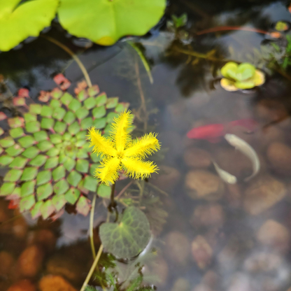 Water Snowflake Yellow (Nymphoides aquatica) Live Plant - Pack of 3