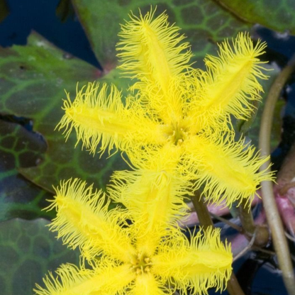 Water Snowflake Yellow (Nymphoides aquatica) Live Plant - Pack of 3