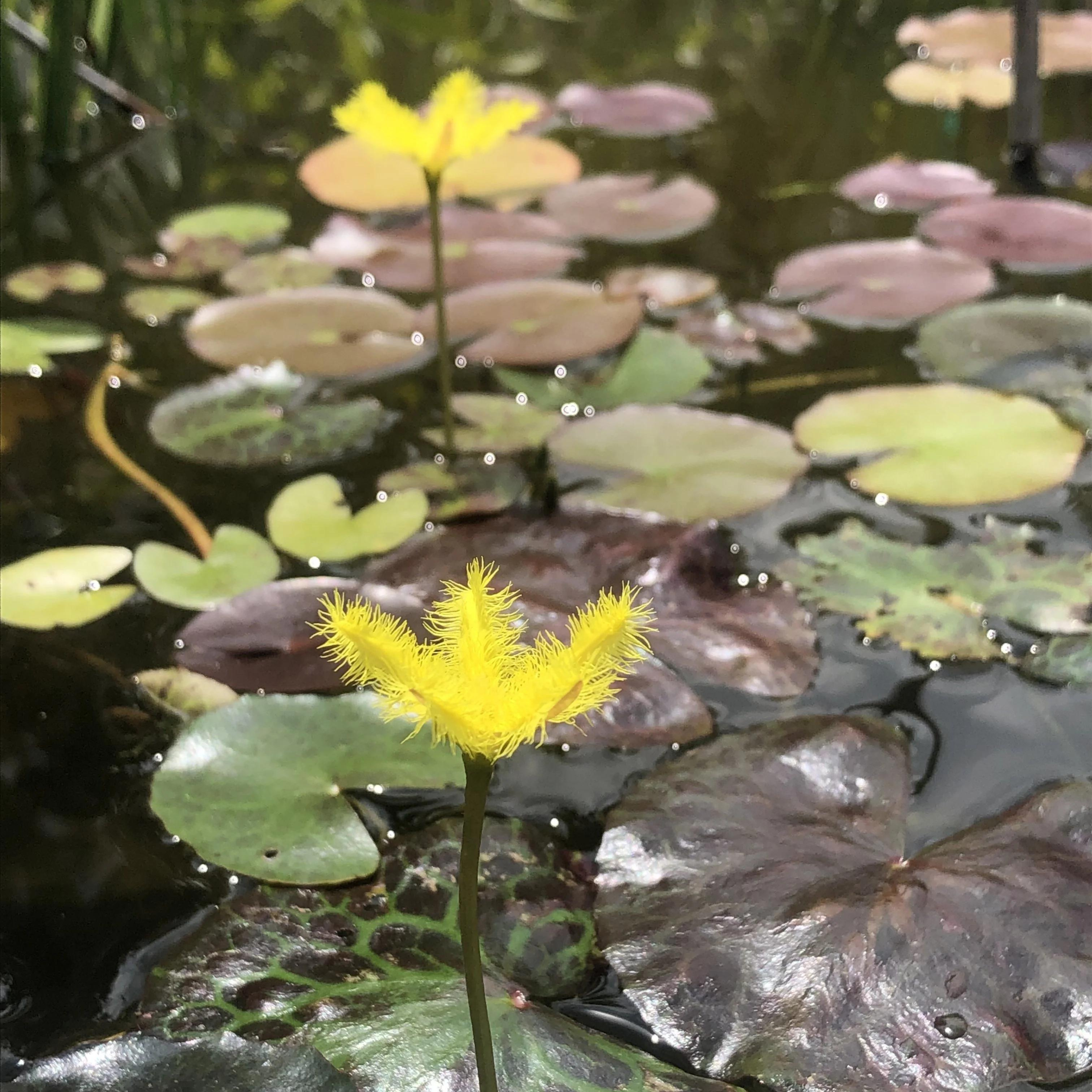 Water Snowflake Yellow (Nymphoides aquatica) Live Plant - Pack of 3