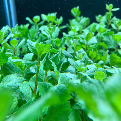 Water Wisteria (Hygrophila difformisa) Aquatic Live Plant