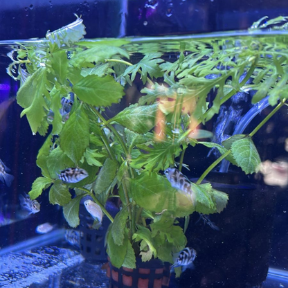 Water Wisteria (Hygrophila difformisa) Aquatic Live Plant