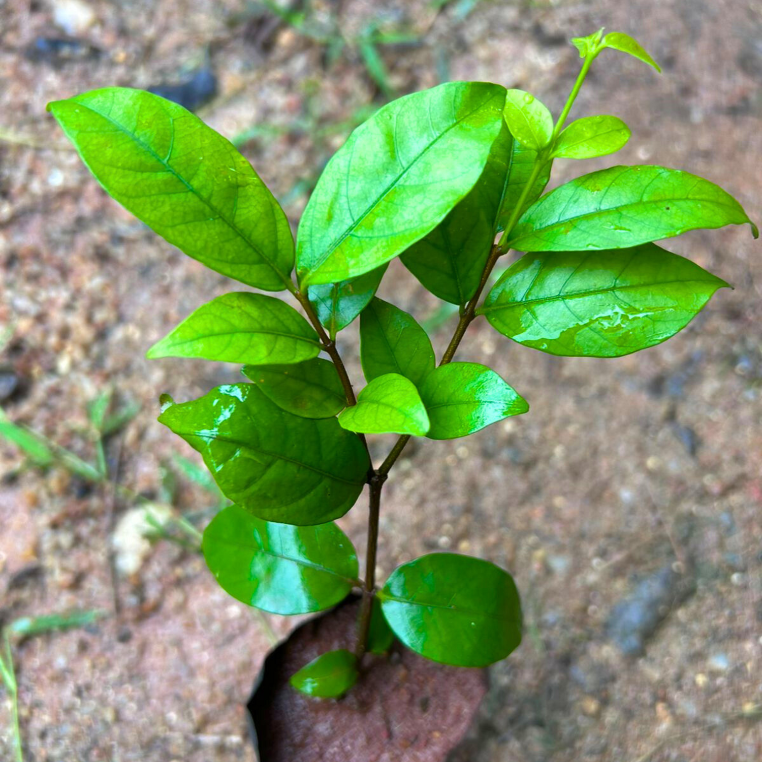 Water Jasmine Single Petal Highly Fragrant Flowering Rare Live Plant - Green Leaves