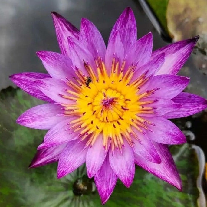 Waterlily Lyndsey Woods (Tropical Water Lilly)