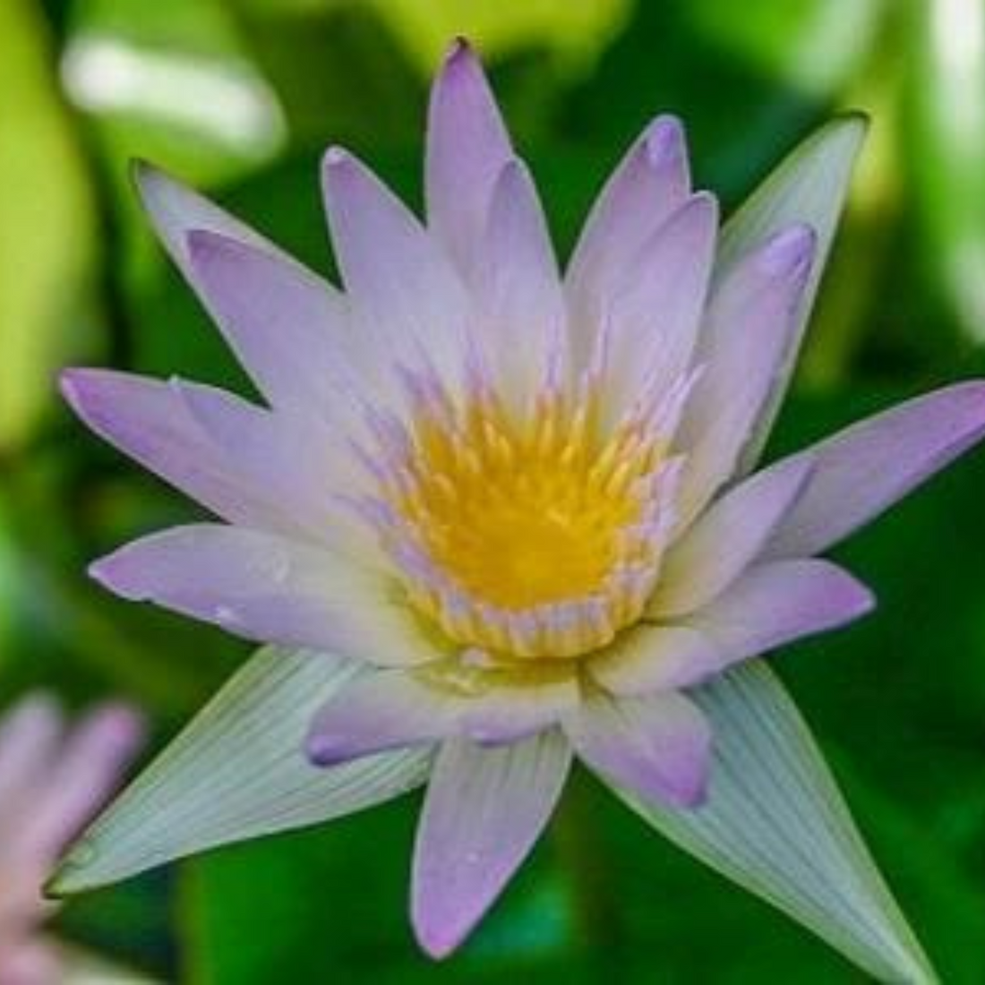 Waterlily Hillary (Tropical Water Lilly)