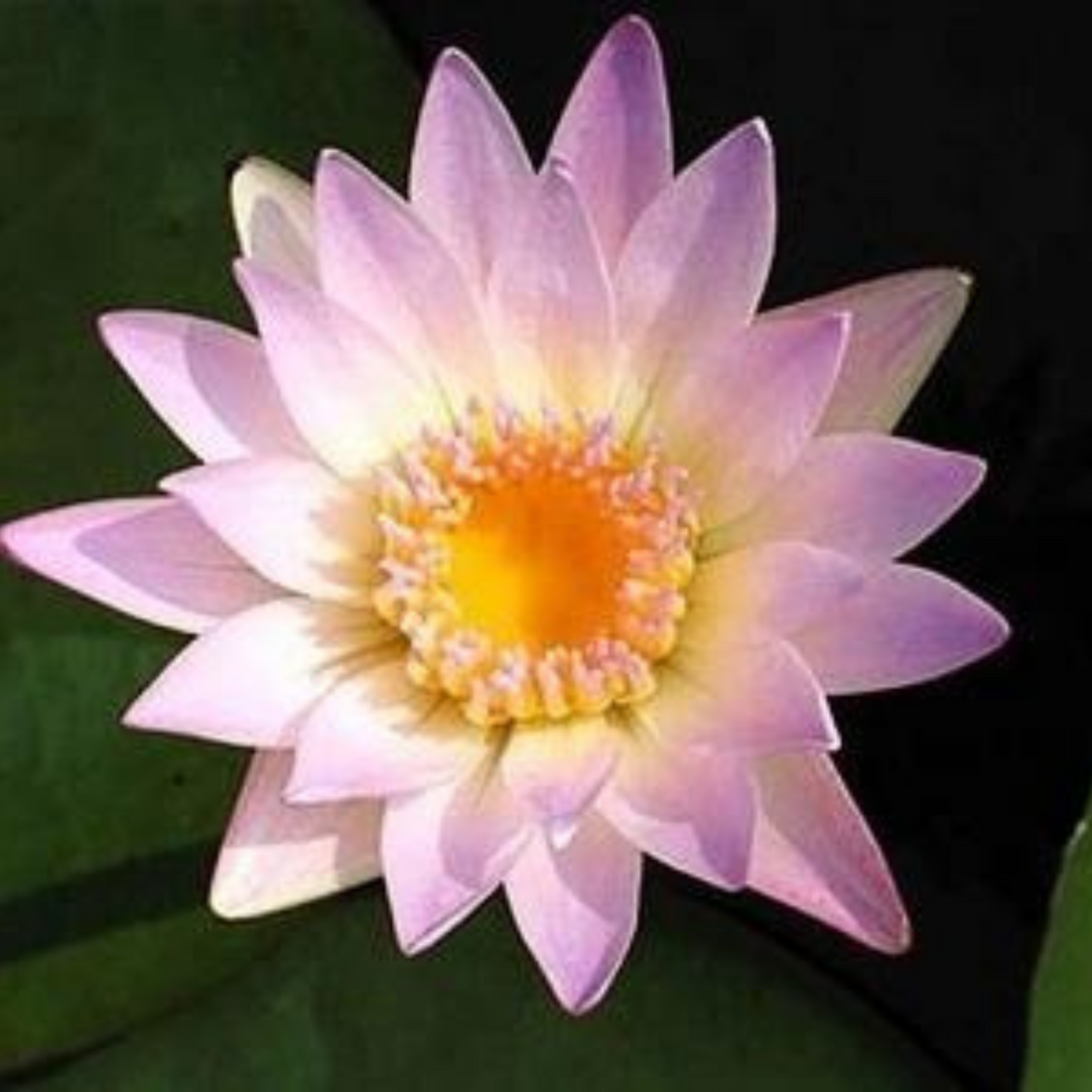 Waterlily Hillary (Tropical Water Lilly)
