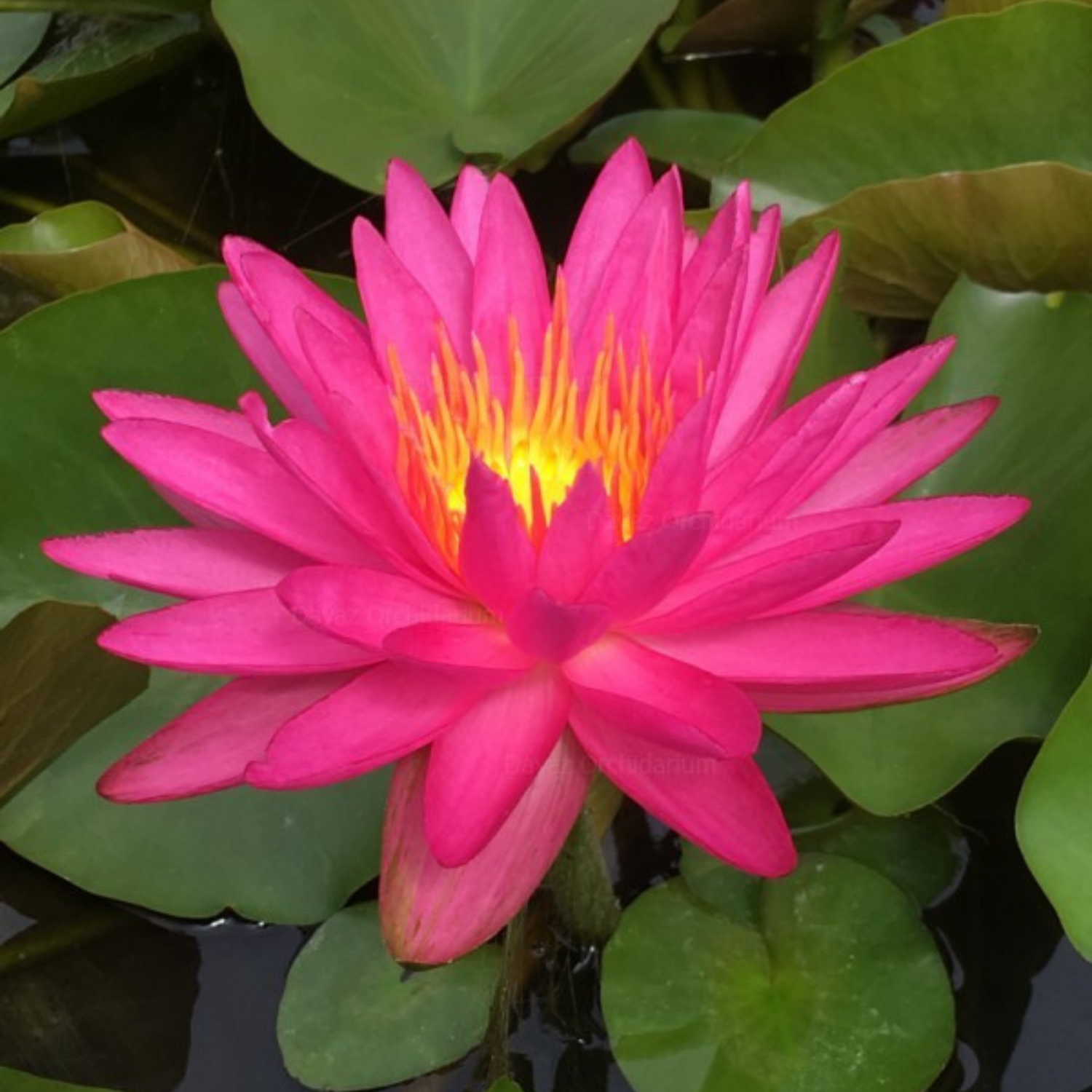 Waterlily Pink Silk (ISG)