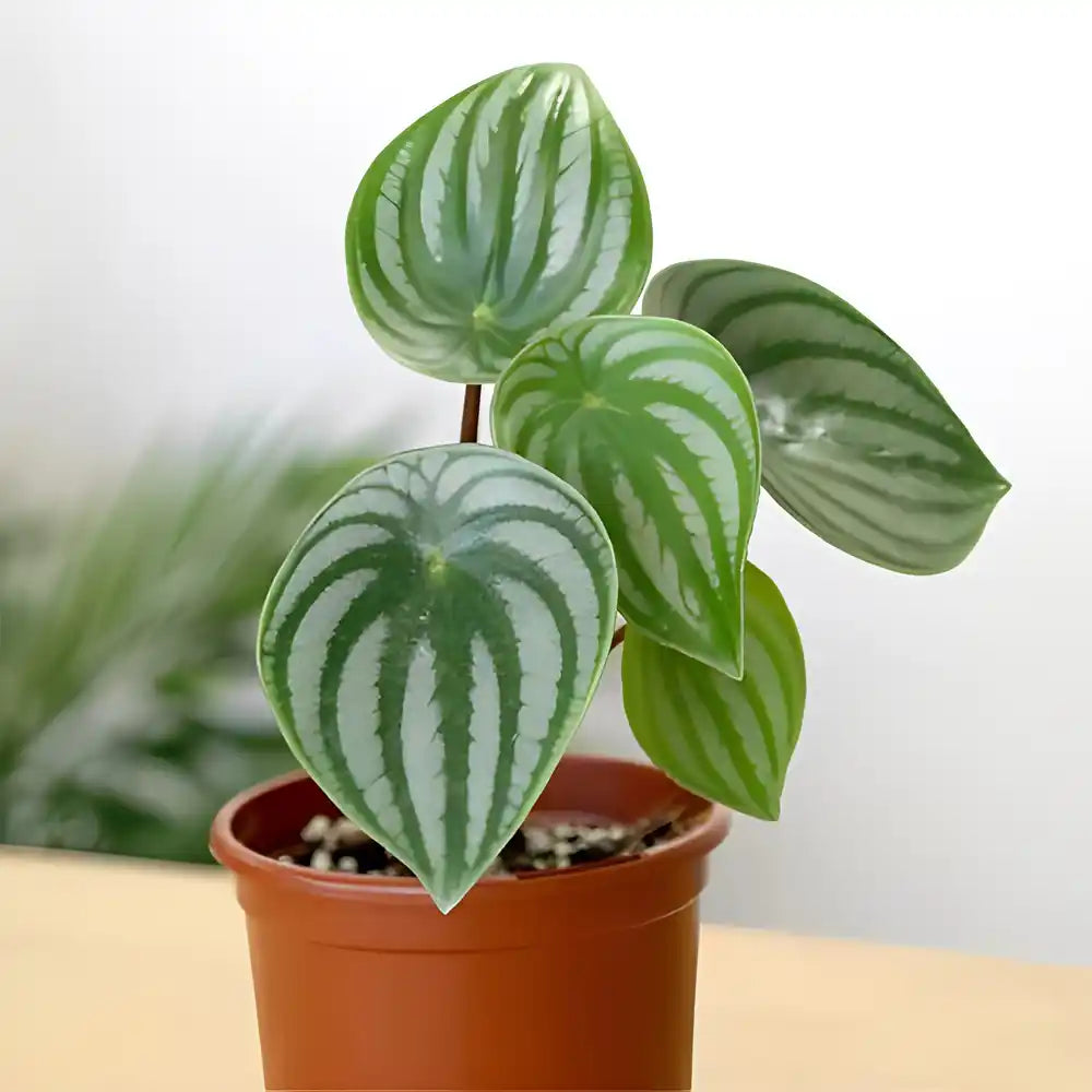 Watermelon Peperomia Indoor / Outdoor Live Plant