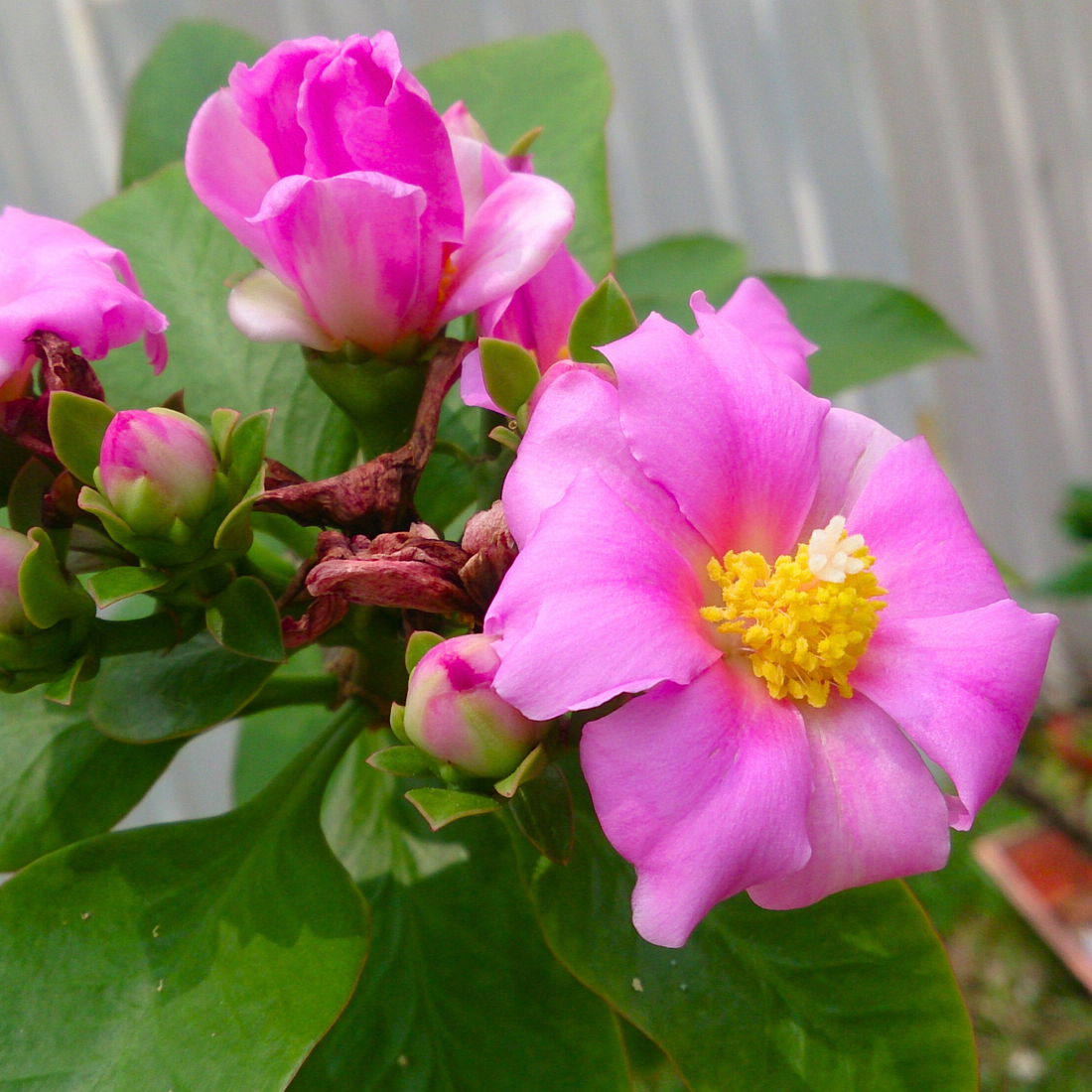 Wax Rose Pink (Rhodocactus grandifolius) Rare Flowering Live Plant