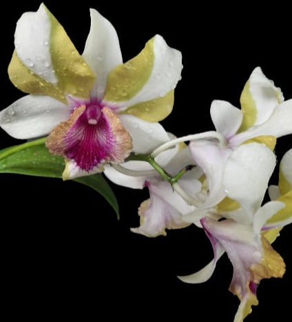 Dendrobium Star Bright Yellow (Blooming)