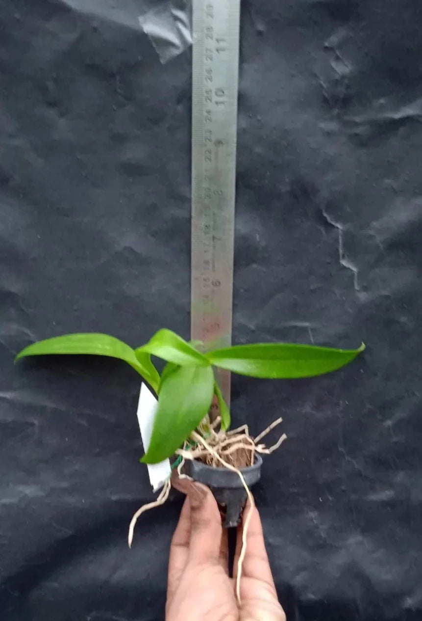 Dendrobium Judy Ruth (Seedling)