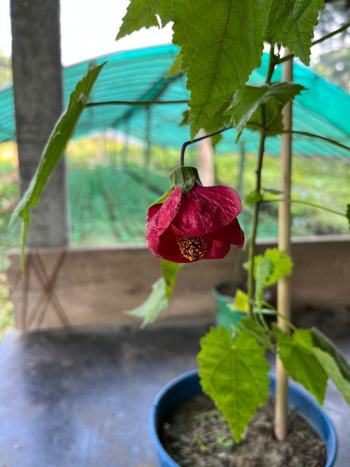 Red Lantern Hibiscus Flowering Live Plant
