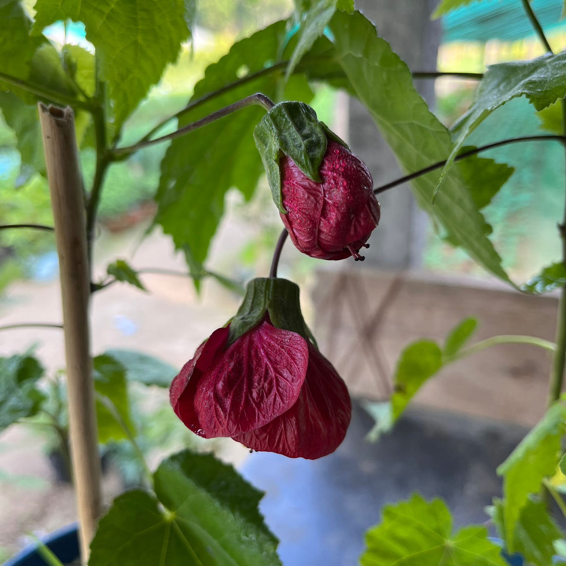 Red Lantern Hibiscus Flowering Live Plant