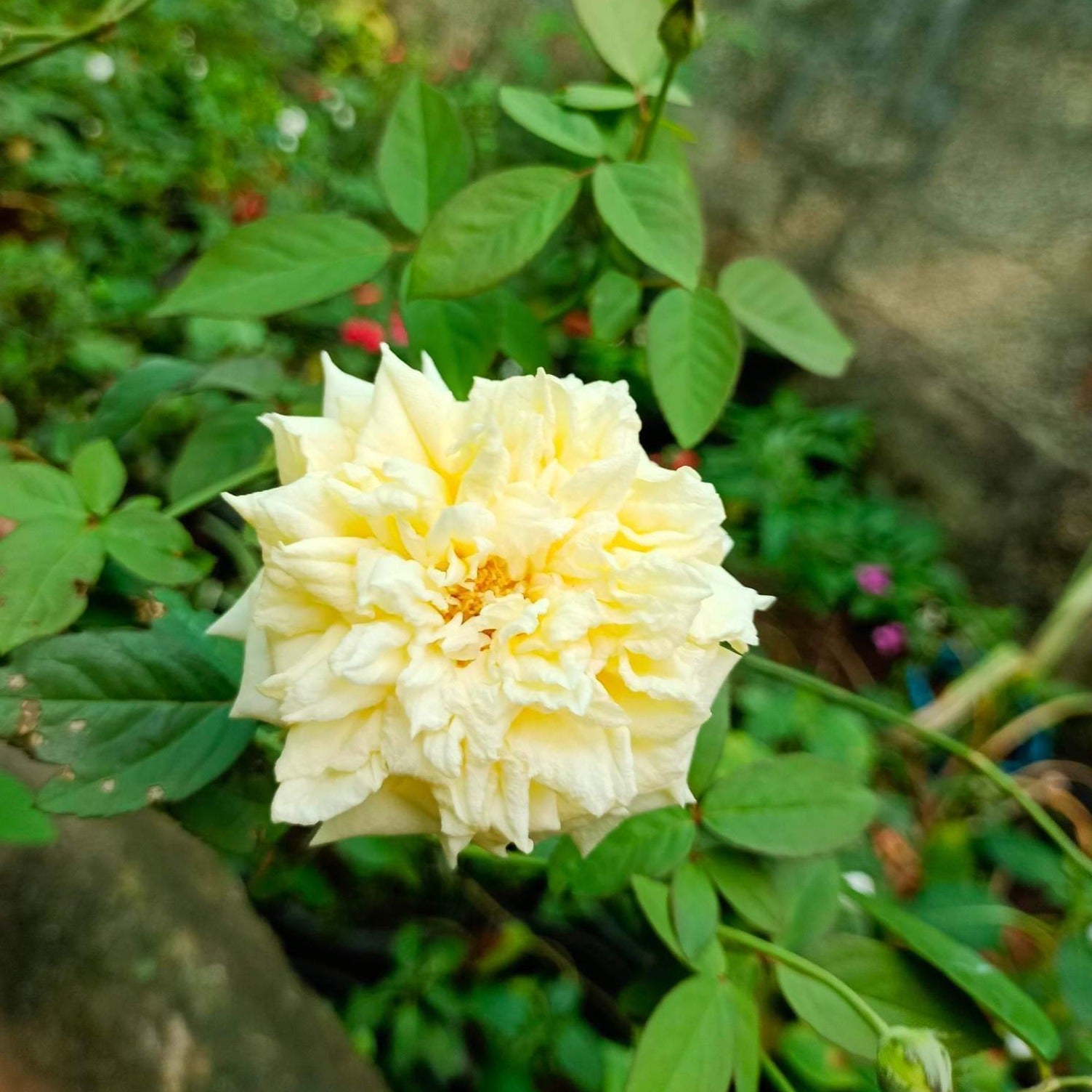 Yellow Rose Live Plant