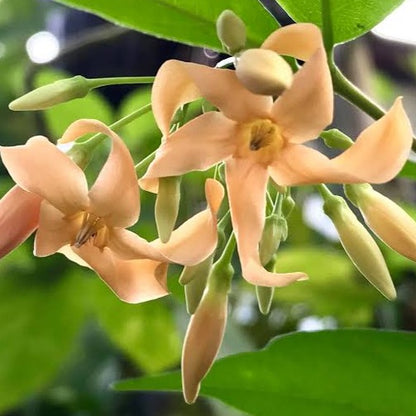 Wrightia Orange Fragrant Rare Flowering Live Plant