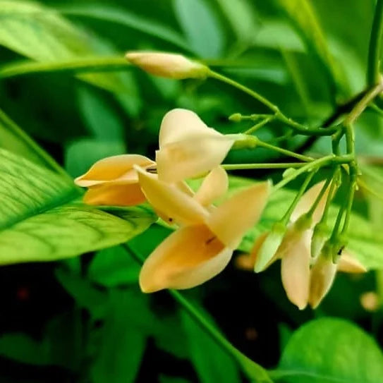 Wrightia Orange Fragrant Rare Flowering Live Plant