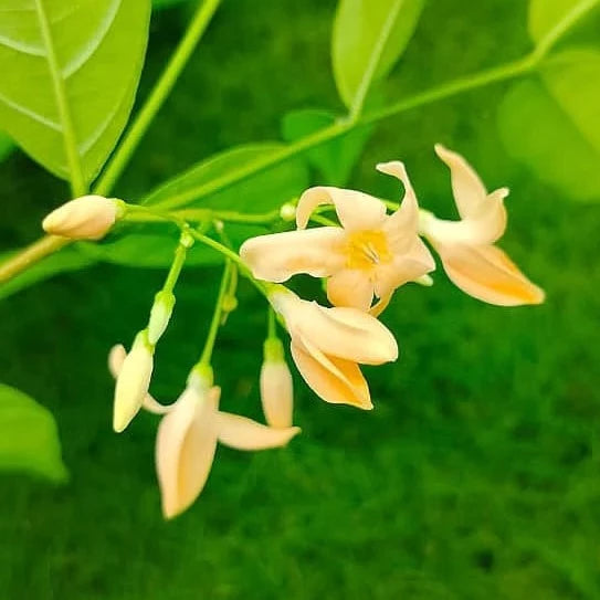 Wrightia Orange Fragrant Rare Flowering Live Plant