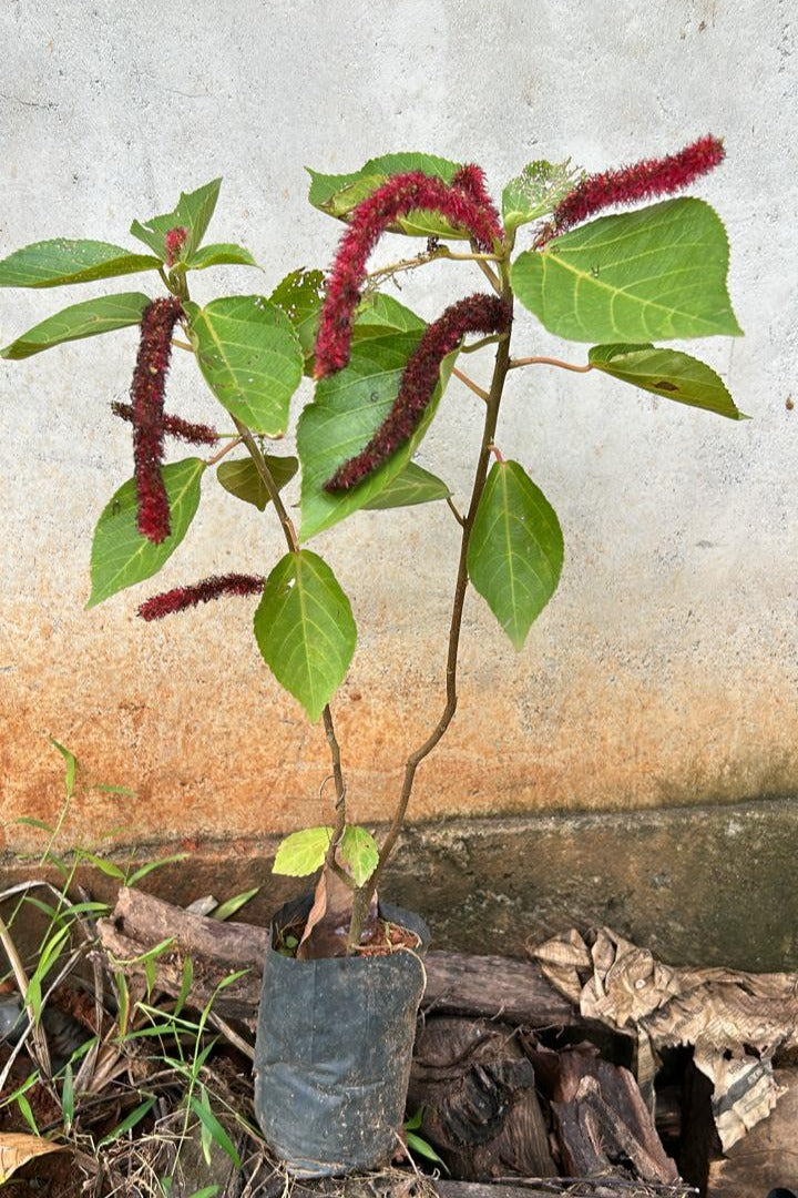 Monkey Tail (Acalypha hispida) Flowering Live Plant