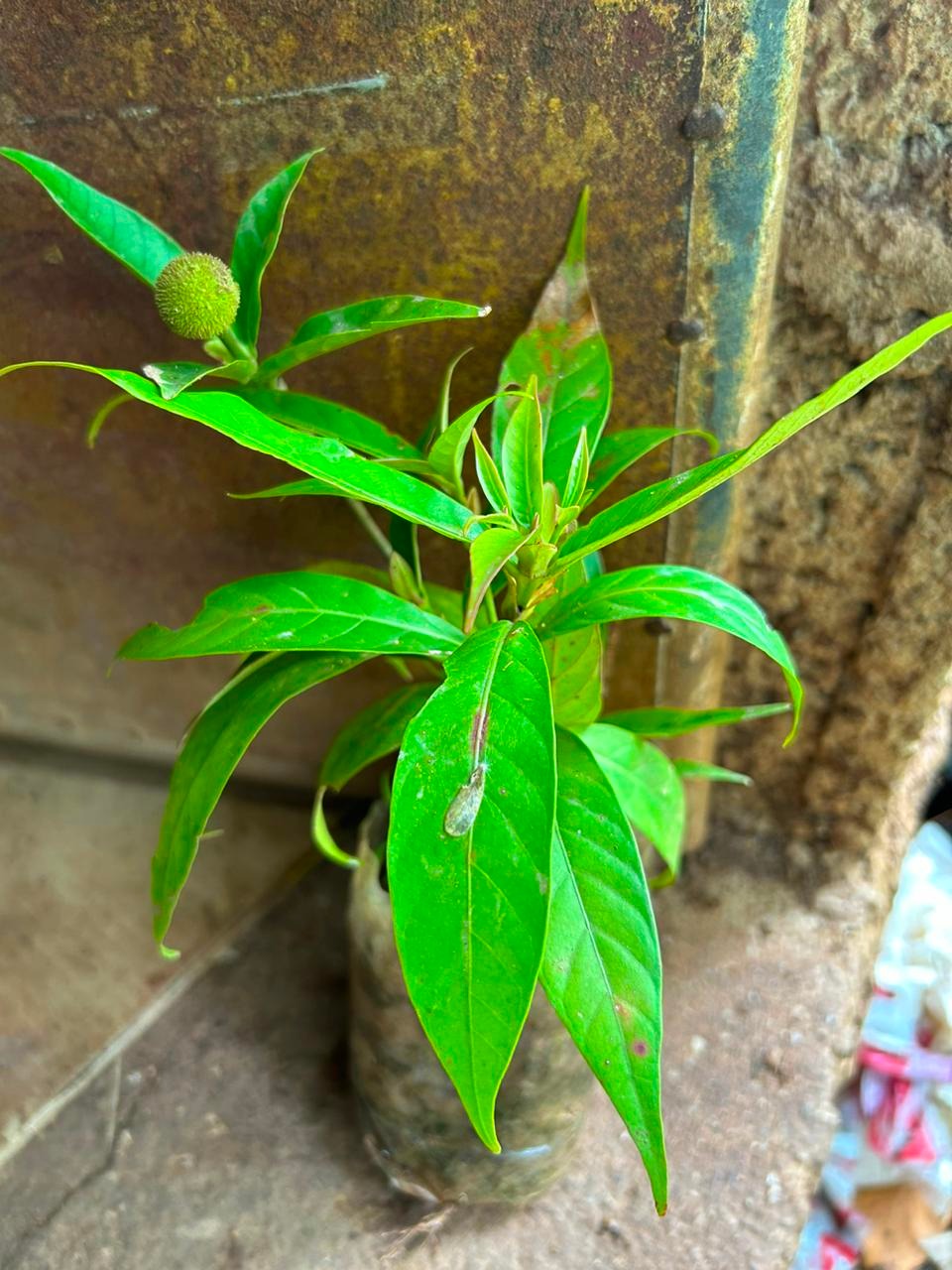 Dwarf Kadamba Yellow Fragrant All Time Flowering Live Plant