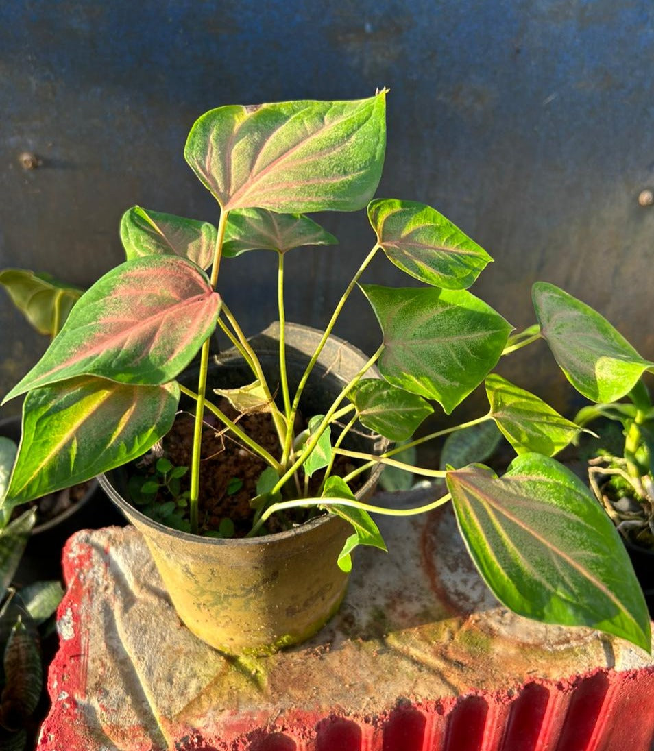 Caladium (Heart of Jesus) Ornamental Live Plant - with Pot