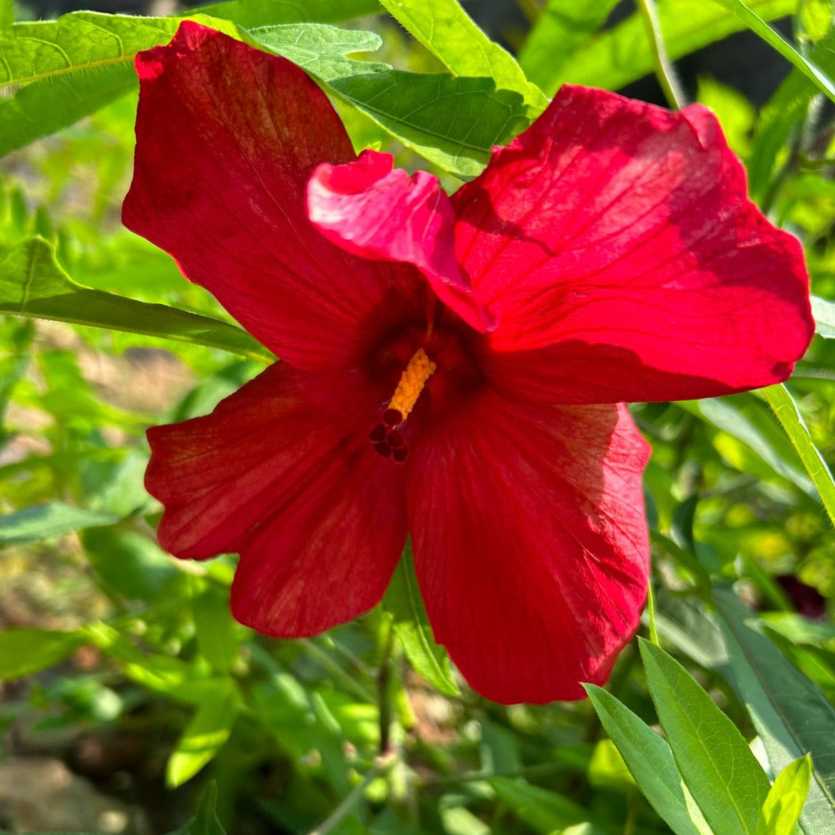 Abutilon Red Big All Time Flowering Live Plant