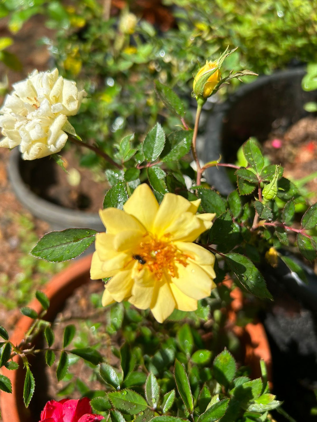 Miniature Yellow Rose Live Plant